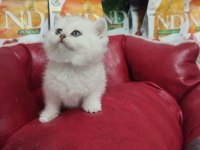 British shorthair