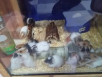 Yavru hamsterlar
