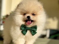 Pomeranian boo erkek teddy bear