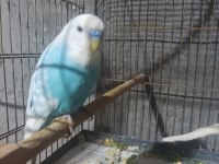 Çek çift muhabbet kuşu yavrulu
