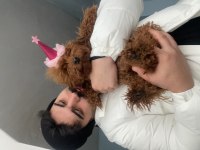Yetişkin dişi poodle
