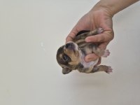 Chihuahua yavrumuz