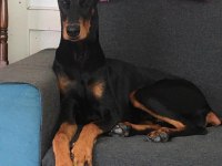 King doberman yavrularımız