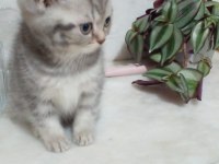 BRİTİSH SHORTHAİR BEBEKLERİ