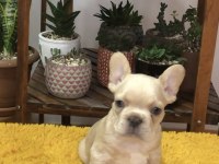 ERKEK FRENCH BULLDOG KÖPEKLER