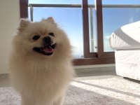 Oyuncu Eğitimli Bir pomeranian