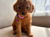 Sevımli Maltipoo Yavrularımız