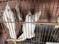 Sultan Papağanı Albino Yavrular