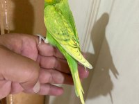 29 GÜNLÜK KUSURSUZ ERKEK BEBEK MUHABBET
