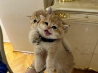 Ny 12 golden cinsi scottish fold yavrularımız