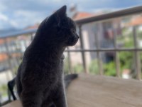 British bebeğimize güvenilir iyi bakacak yuva arıyoruz