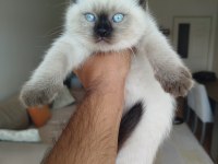 British Shorthair Erkek Yavru