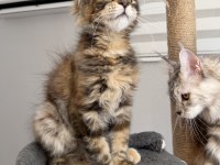 MCO dişi kahverengi Tortie Maine Coon