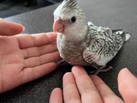 Sultan Papağanı Bebeklerimiz El Besleme Yavru