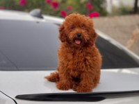 Orijinal kore toy poodle yavrusu kilo garantili