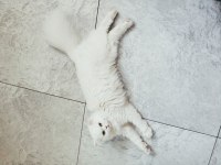 British longhair dişi İzmir