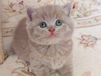 LİLAC RENK ERKEK YAVRU KEDİLER