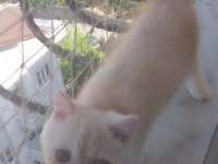 Saf kan exotic shorthair erkek yavru