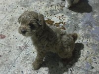 UYGUNA TERRİER KÖPEĞİMİZ
