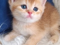 Bursa Golden British shorthair Yavrular Acil Sahiplendirme