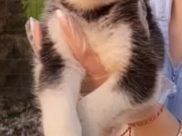 Husky yavrum