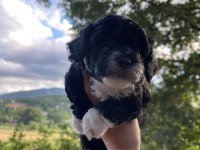 ORJİNAL MALTİPOO YAVRULAR