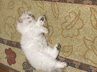 2.5 aylık british longhair yavrusu