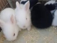 Yavru Tavşanlar Yeni yuvalarını arıyor