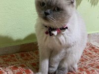 Yavru dişi british shorthair kediler