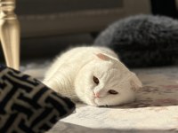 Scottish fold oğlum lucasa eşleşebileceği dişi arıyorum