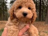Toy poodle bebeklerimiz