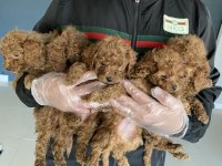 SAFKAN RET BROWN TOY POODLE YAVRULARI ANKARA 