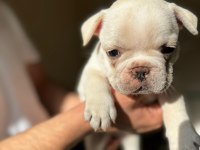 A kalite Orjinal French Bulldog Yavruları 50 Günlük