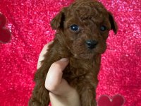 Toy Poodle Yavrular