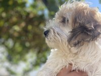 Maltipoo 4 aylık dişi