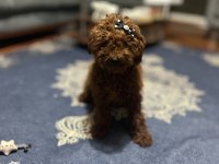 Toy poodle 3 aylık