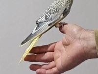 3 adet sultan papağanım vardır ele alışkın yavru