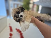 Maltipoo yavrum 55 gunluk