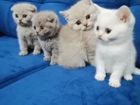British ve scottish shorthair BURSA YAVRULARIMIZ
