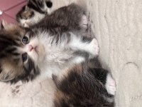 Exotic shorthair yavrular