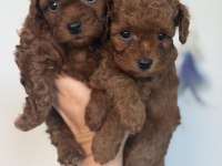 Bebek toy poodle