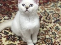 Baba Şecereli Scottish Fold Anne British Orijinal bebekler