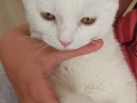 Orjinal scottish fold beyaz 3 aylık yavru