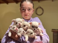Kalite Chihuahua Yavruları