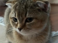 Scottish fold golden