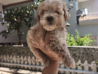 Maltipoo yavrularımız