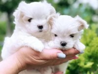 Anne Altından Maltese Terrier Dişi Ve Erkek