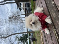 Tilki surat pomeranian