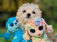 Neşe Kaynağı Morkie Yavrularımız