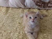 Ücretli kedimizi sahiplendirme